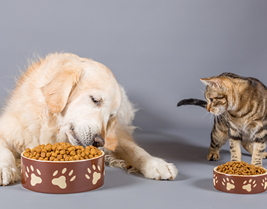 PET SHOP ÜRÜNLERİ